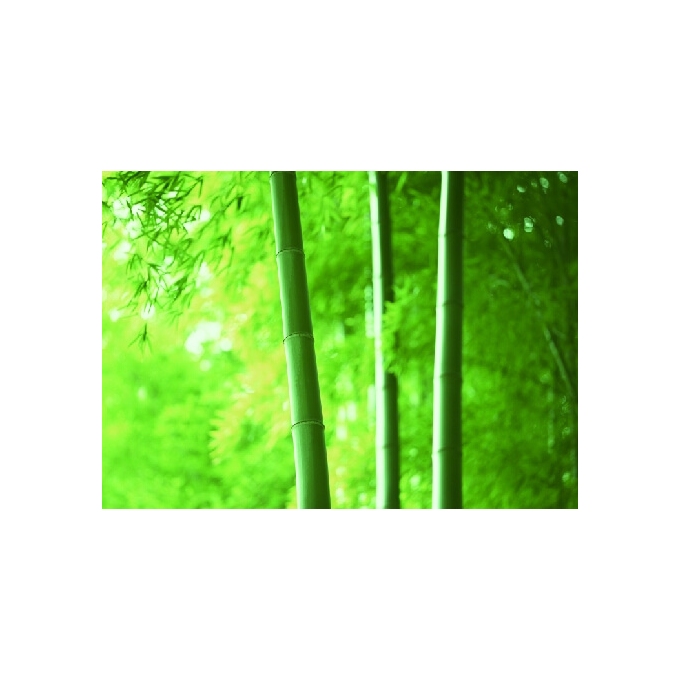 Pilot Iroshizuku Chiku-Rin - Bamboo Forest lahvičkový inkoust 50 ml