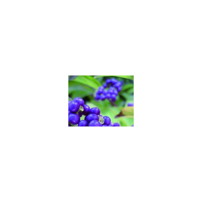Pilot Iroshizuku Murasaki-Shikibu - Japanese Beautyberry lahvičkový inkoust 50 ml