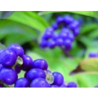 Pilot Iroshizuku Murasaki-Shikibu - Japanese Beautyberry lahvičkový inkoust 50 ml